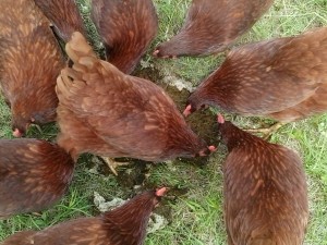 Number one reason for pastured hens! Cleaning up after the cows. Having pastured eggs is a bonus.