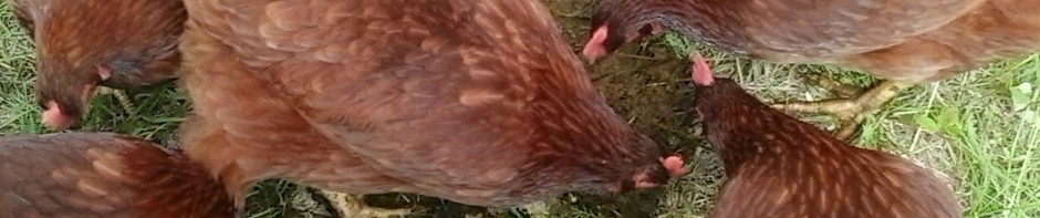 Kitley Beef Farm