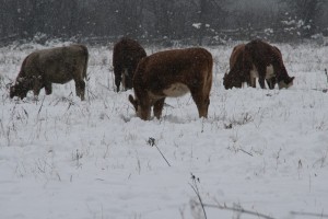 grazing in the snow 20131203