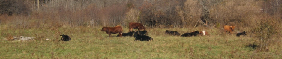 Kitley Beef Farm
